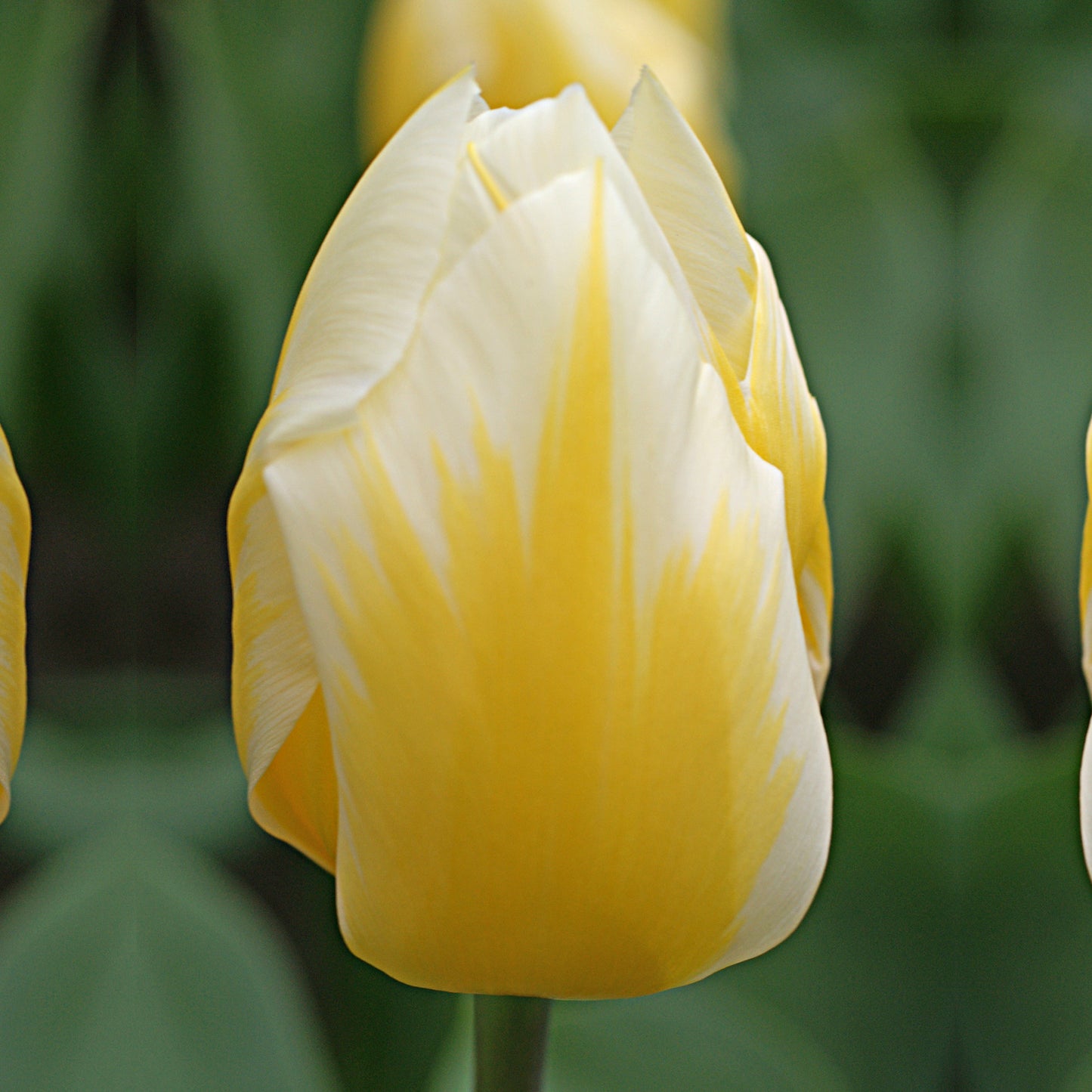 Eine Nahaufnahme von Weijers Tulipa 'Sweetheart' Fosteriana-Tulpe, die ihre gelben und weißen Blütenblätter vor einem sanft verschwommenen grünen Hintergrund zeigt, der die zitronengelben Farbtöne und die glatte Struktur der Tulpe hervorhebt.