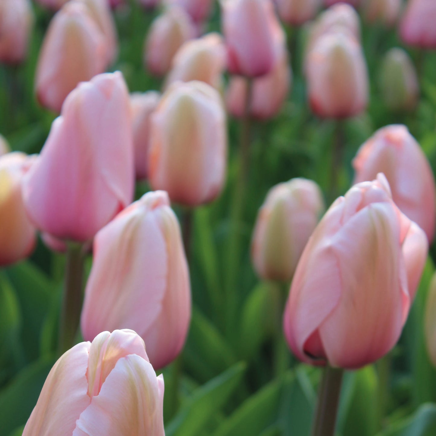 Eine Nahaufnahme mehrerer Tulipa 'Apricot Pride' Darwin Tulpe von Weijers mit großen, blassrosa Blüten und grünen Stielen und Blättern, die ein zartes, lebhaftes Frühlingsbild ergeben, das typisch für April bis Mai ist.