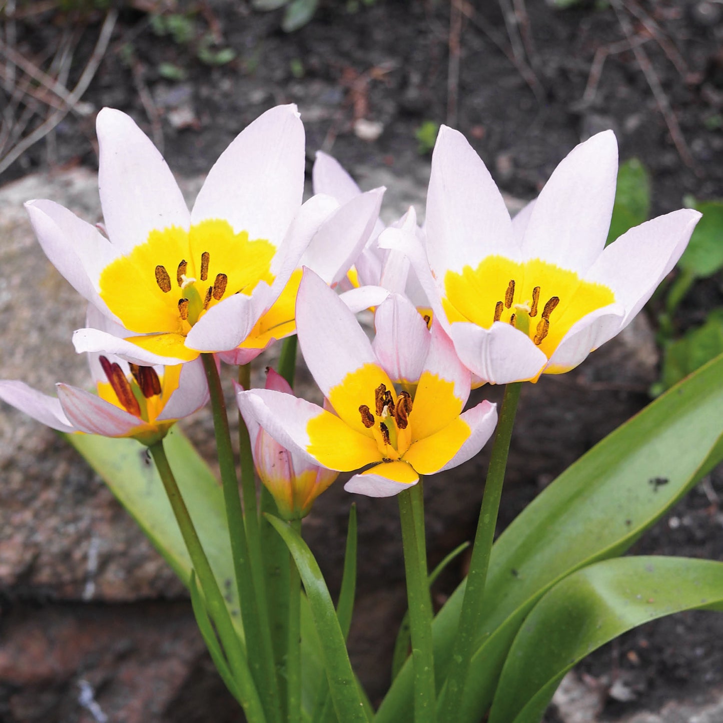 Ein Büschel Weijers Tulipa 'Hilde' Sternförmige Tulpe mit weißen Blütenblättern, gelben und dunklen Zentren und grünen Blättern wächst im April blühend im Freien zwischen Erde und Steinen.