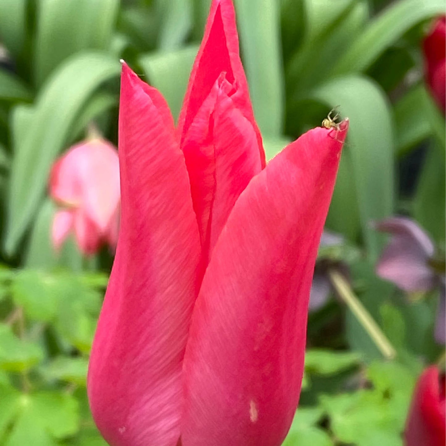 Nahaufnahme der Tulipa 'Mariette' Lilienblütige Tulpe von Weijers - eine leuchtend rosafarbene Tulpenknospe, die im April-Mai blühen wird, mit einem winzigen grünen Insekt auf dem Blütenblatt und weichem grün-rosa Laub im Hintergrund.
