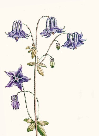 „Blumenpracht und Blütenzauber“ vom Thorbecke Verlag präsentiert eine botanische Illustration einer Akelei im Stil eines Pflanzenporträts mit schlanken Stielen, grünen Blättern und violett-blauen, gespornten glockenförmigen Blüten.