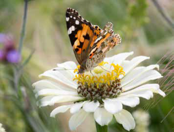 Eine gemalte Schmetterlingsdame mit orangefarbenen, schwarzen und weißen Flügeln ruht auf einer weißen Blüte - eine perfekte Szene aus "Blütenpracht - der Weg zum Traumgarten" vom Callwey Verlag, um die Gartenplanung und die Auswahl der Beetpflanzen zu inspirieren.