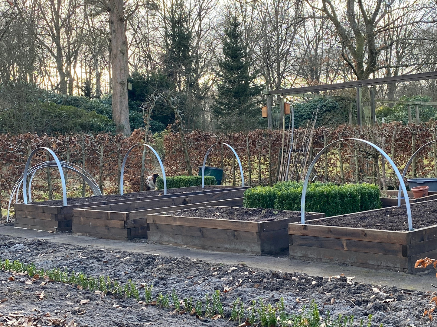 Drei hölzerne Hochbeete von Thea Carlin sind in einem aufgeräumten Garten arrangiert, bereit für den "Di. 17.03.2026 | 10.00-12.00 WORKSHOP Hochbeete und andere Gemüsebeete anlegen." Grüne Setzlinge wachsen, Bäume und Hecken umrahmen diesen idealen Werkstattbereich.