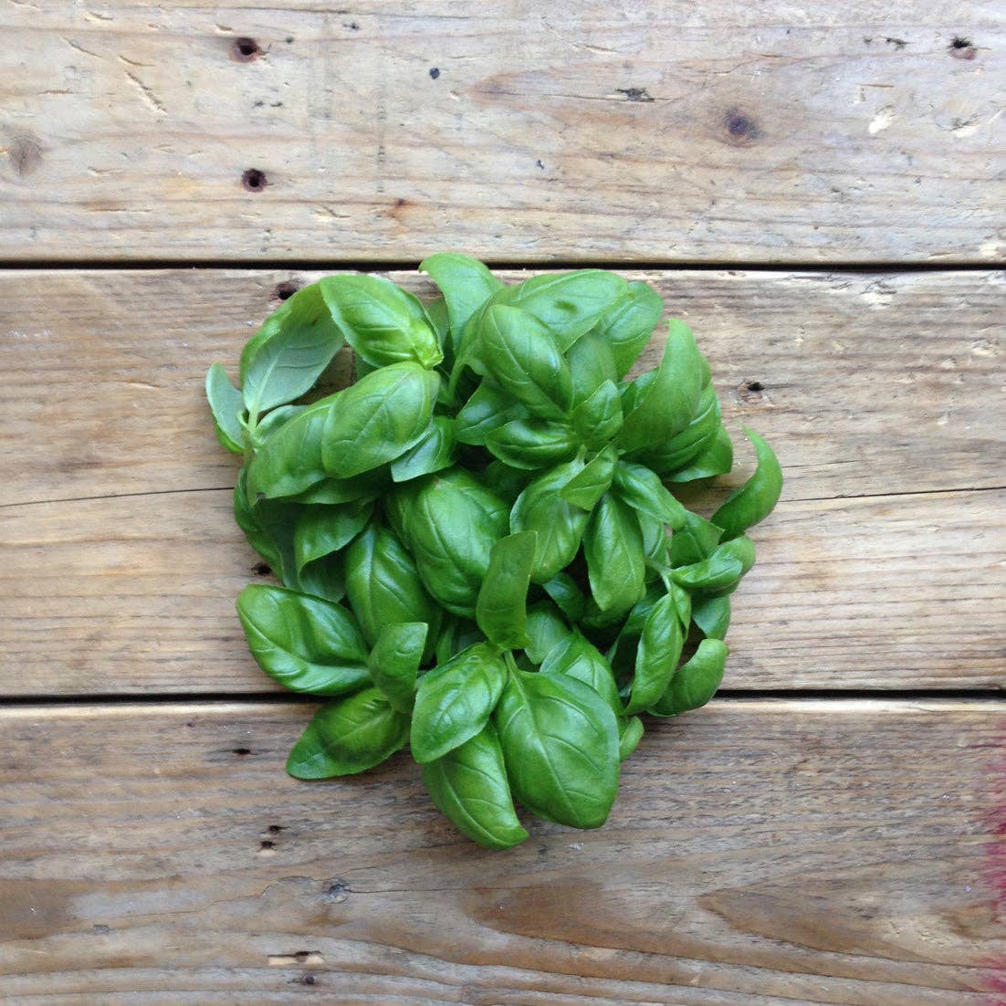 Piccolo Seeds - Basil Genovese
