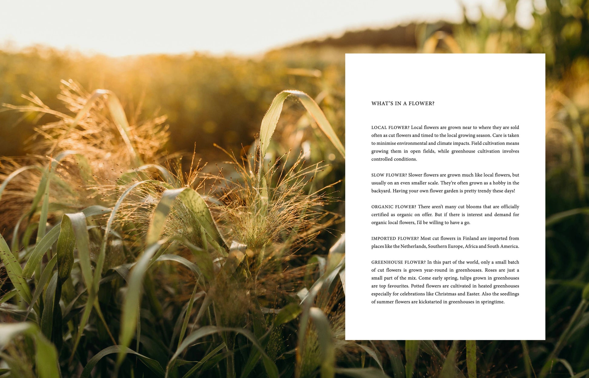 Im Vordergrund sonnen sich hohe Gräser und Wildblumen. Rechts daneben gibt ein weißes Textfeld Tipps für Blumenliebhaber. Der sanft verschwommene Hintergrund hebt „Cozy Publishing – Where the flowers bloom“ von Cozy Publishing hervor.