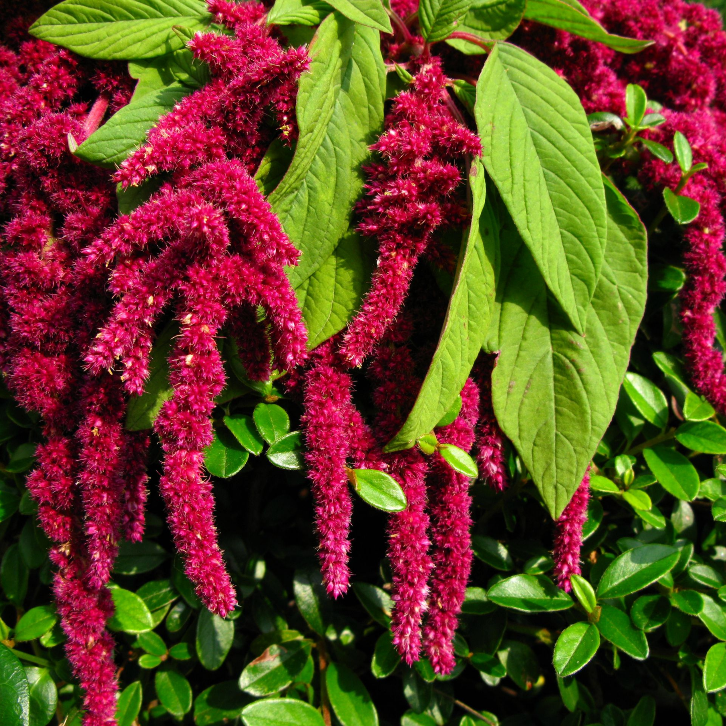 Piccolo Seeds – Fütterungskräuter für Vögel von Piccolo Seeds bringt leuchtende magentafarbene Amaranth-Blüten in langen Büscheln und breiten grünen Blättern, perfekt für den Wintergarten und zur Anlockung von Wildvögeln über glänzendem Blattwerk.