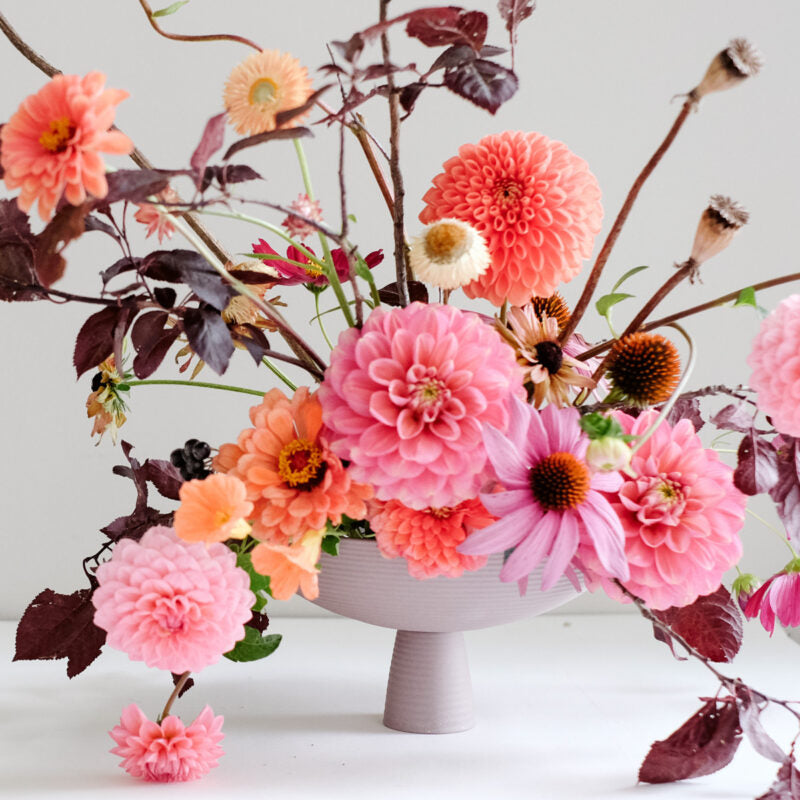 Eine pastellrosa Vase auf einem Sockel zeigt vor einem hellen Hintergrund eine lebhafte Mischung aus rosa, lachsfarbener Zinnia elegans „Benary‘s Giant Salmon Rose“ von Jora Dahl, violetten Blüten, dunkelroten Blättern und Samenkapseln.