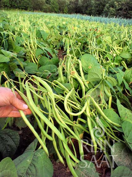 ReinSaat - Buschbohne 'Maxi'