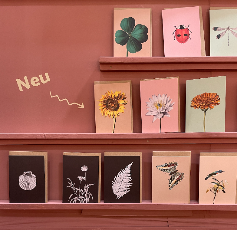 Die 30x40 Sonnenblumen Leporello Grußkarte von 30x40 mit botanischen Illustrationen steht auf rosafarbenen Regalen mit einem "Neu"-Schild und Pfeil. Gedruckt in Deutschland auf hochwertigem Recyclingpapier.