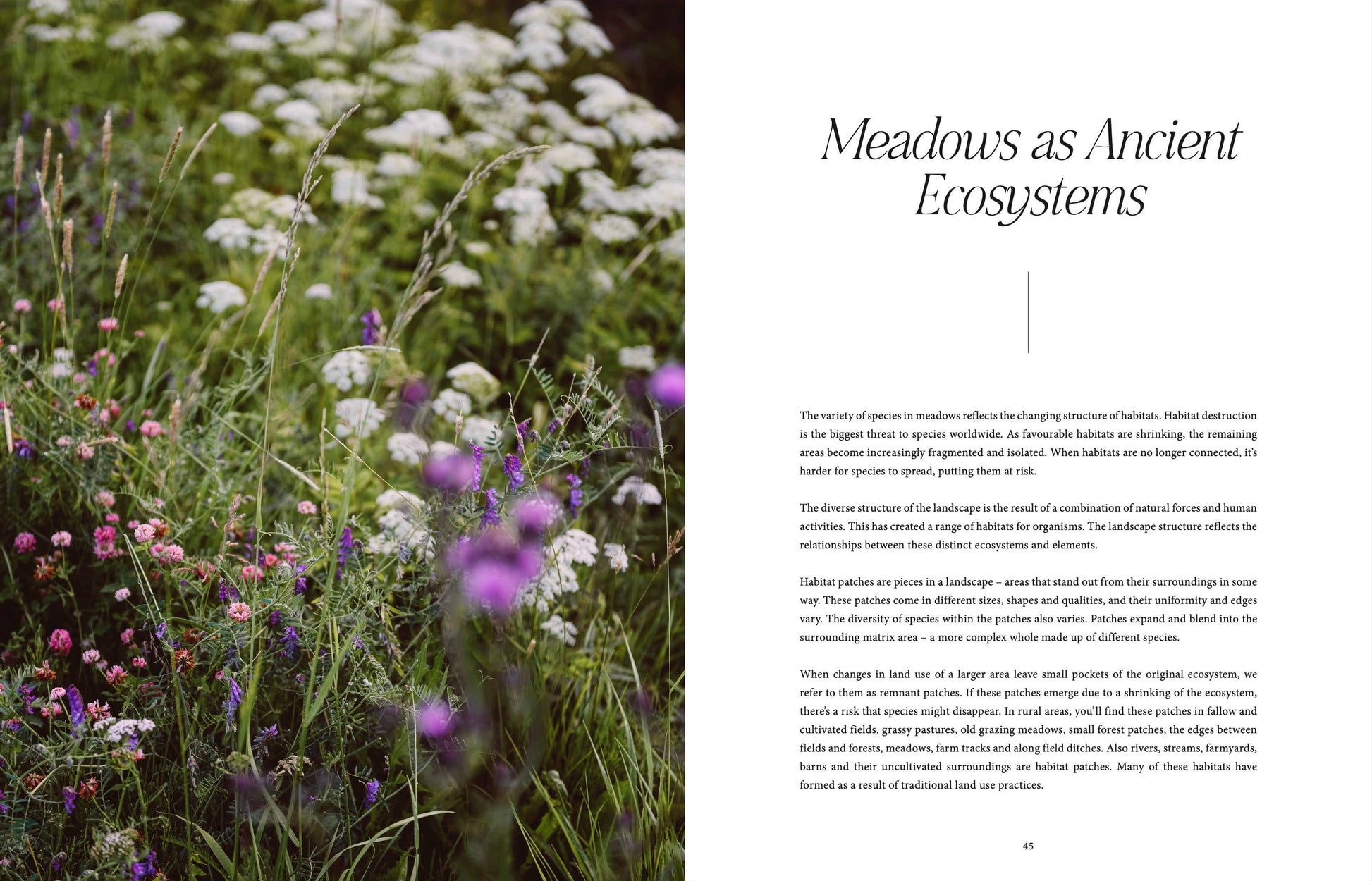 Ein Bild aus „Where the flowers bloom“ von Cozy Publishing zeigt eine üppige Wiese mit weißen und violetten Wildblumen. Der Text mit dem Titel „Wiesen als uralte Ökosysteme“ unterstreicht den ökologischen und historischen Wert von Wiesen.