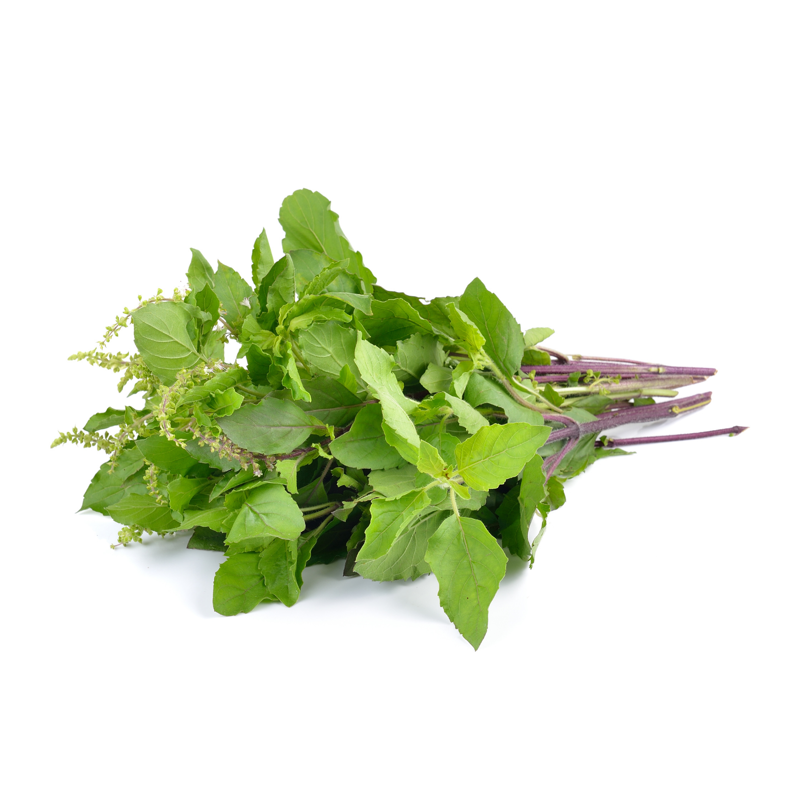 Ein Bündel Piccolo Seeds – Basilikum Heiliges Grün (Ocimum tenuiflorum) Blätter mit violetten Stielen und kleinen Blüten von Piccolo Seeds, isoliert auf weißem Hintergrund.