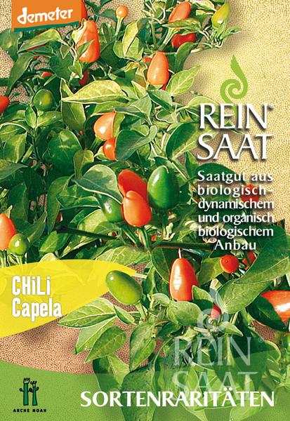 Eine ReinSaat-Samentüte für Chili 'Capela orange' (von Reinsaat) zeigt kleine, würzige, orangefarbene Chilis (Capsicum frutescens) aus biologischem und biodynamischem Anbau mit Demeter- und Arche Noah-Logos auf der Verpackung.