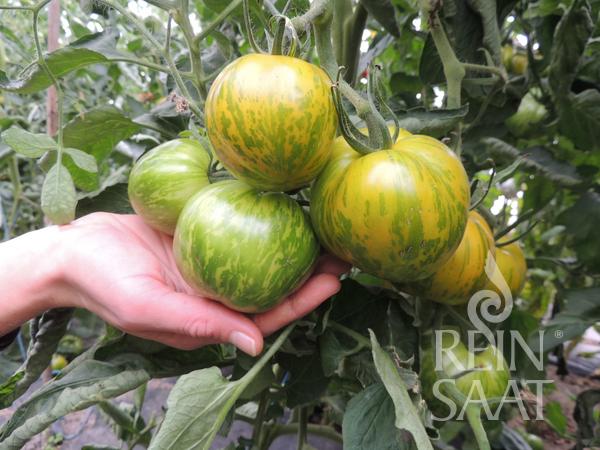 Eine Hand hält eine Traube grün und gelb gestreifter ReinSaat-Tomaten „Green Zebra“, die zwischen grünen Blättern an der Rebe wachsen. In der unteren rechten Ecke ist das Reinsaat-Logo zu sehen.