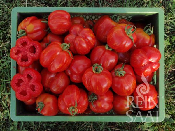 Eine grüne Kiste mit prallen, roten ReinSaat - Tomate 'Red Cavern' von Reinsaat steht im Gras. Eine Tomate ist aufgeschnitten und zeigt ihr gewelltes Inneres. In der rechten unteren Ecke steht "REIN SAAT".