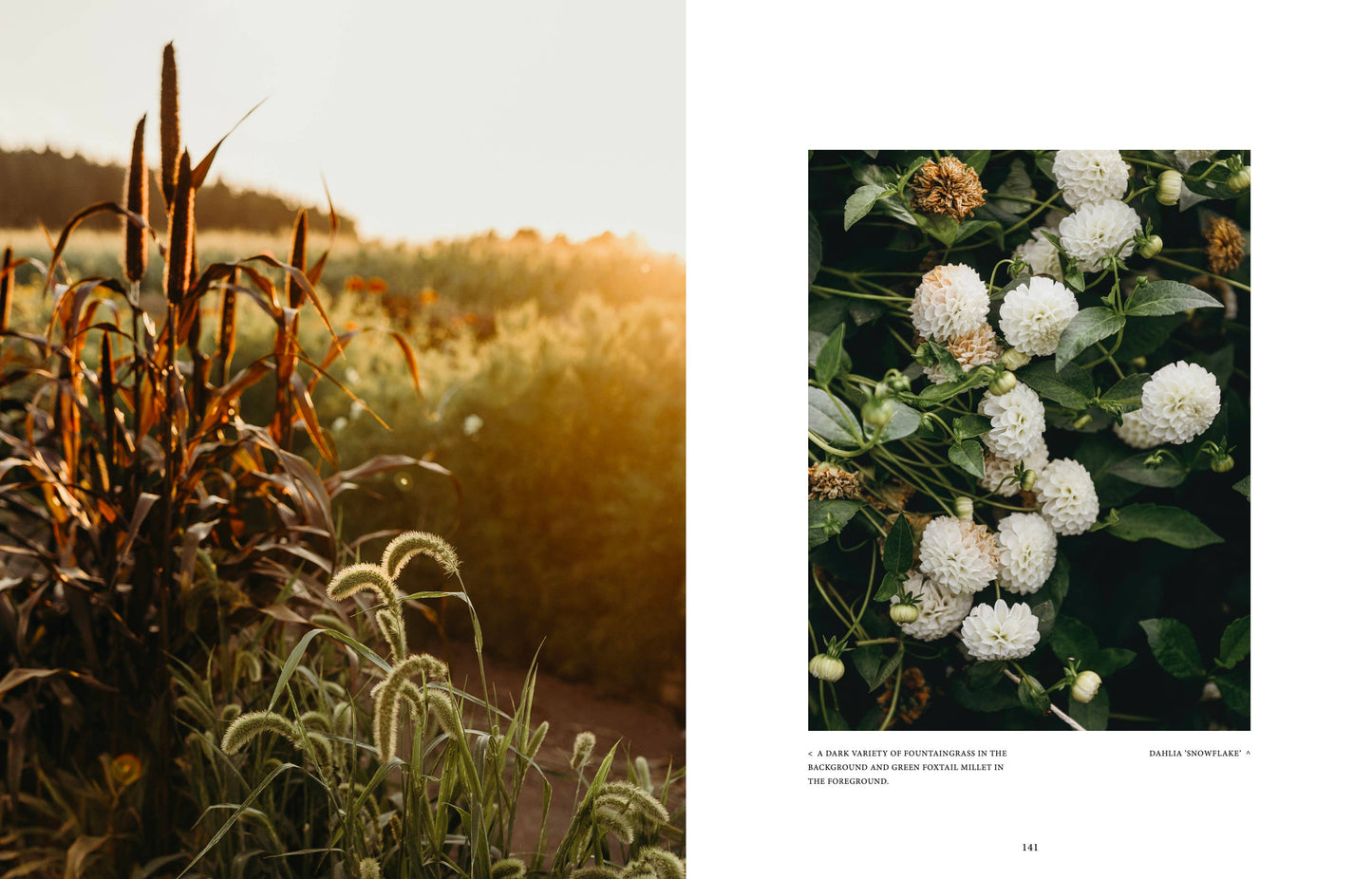 Links erhellt ein Sonnenuntergang Gras und hohe Blüten, während rechts Nahaufnahmen weißer Dahlien mit grünen Blättern zu sehen sind – eingefangen in „Where the flowers bloom“ von Cozy Publishing, der die Schönheit der Blumen einfängt.