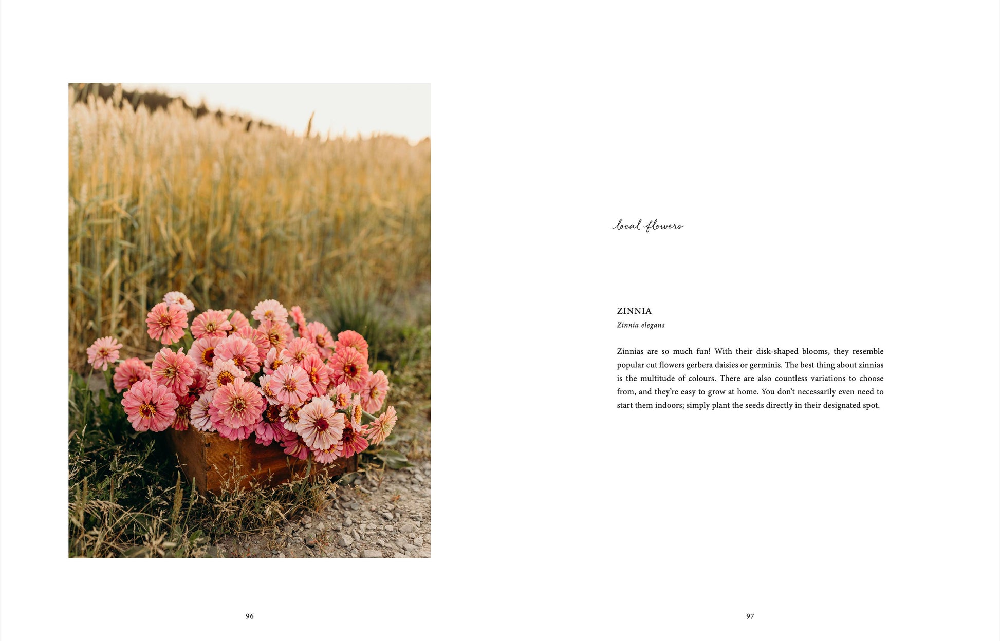 „Where the flowers bloom“ von Cozy Publishing liegt auf einer goldenen Wiese und zeigt einen Terrakottatopf mit rosa Zinnien unter sanftem Licht. Die rechte Seite präsentiert Informationen über Zinnien auf einem sauberen weißen Hintergrund.