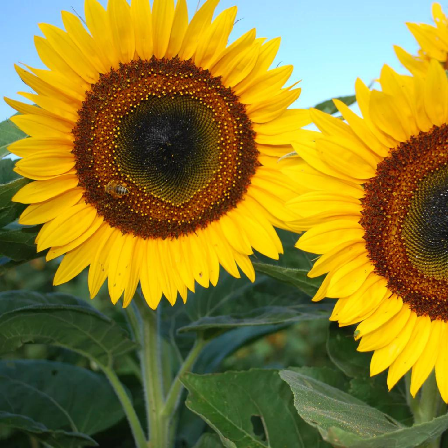 Nahaufnahme von zwei leuchtend gelben Sonnenblumen mit grünen Blättern unter einem klaren blauen Himmel, eine davon von einer Biene besucht – ideale Inspiration für Ihren Wintergarten oder zur Kombination mit Piccolo Seeds – Fütterungskräuter für Vögel von Piccolo Seeds.