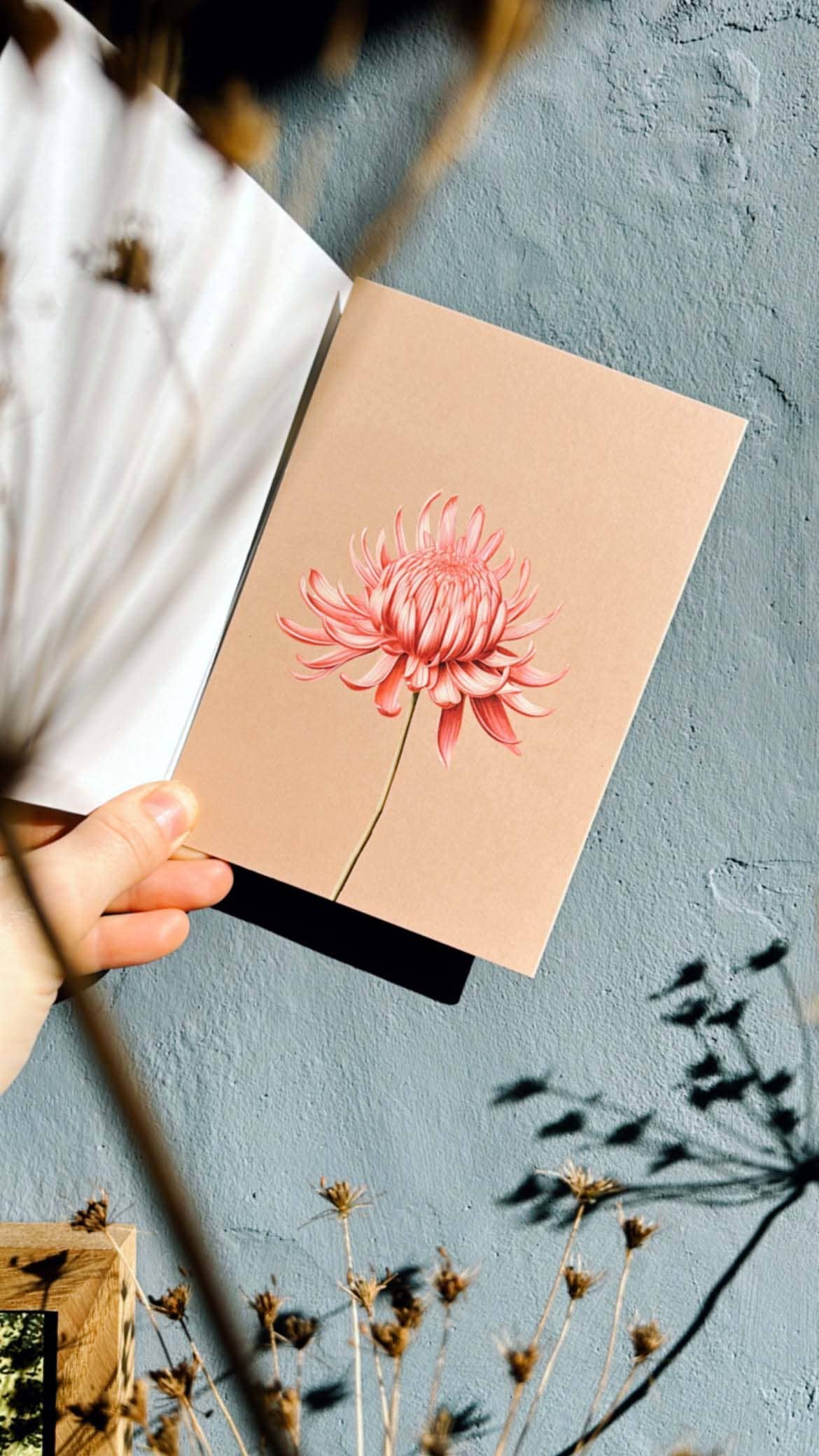 Eine Hand hält die 30x40 - Chrysanthemen Grußkarte Leporello-Karte mit einer rosafarbenen Blumenabbildung auf beigem Recyclingpapier; getrocknete Pflanzen und ihre Schatten erscheinen auf einer strukturierten grauen Wand im Sonnenlicht. Marke: 30x40.
