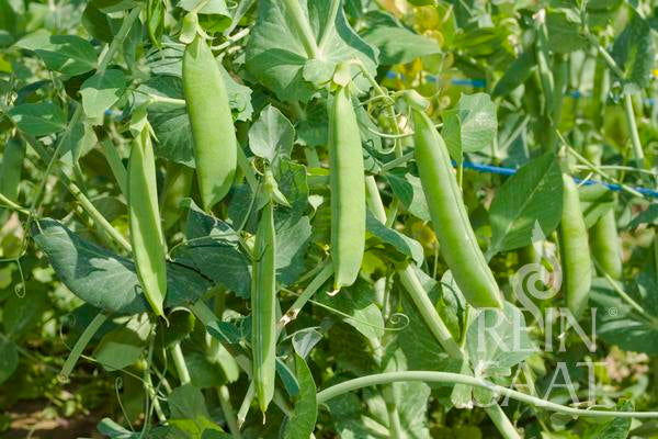 Nahaufnahme mehrerer grüner Erbsenschoten der ertragreichen ReinSaat - Markerbse 'Wunder von Kelvedon' von Reinsaat, die an gesunden Pflanzen mit üppigen Blättern und Ranken wachsen. Einige Schoten hängen nach unten, ideal für die Konservierung, andere werden von blauem Gartenzwirn gehalten.