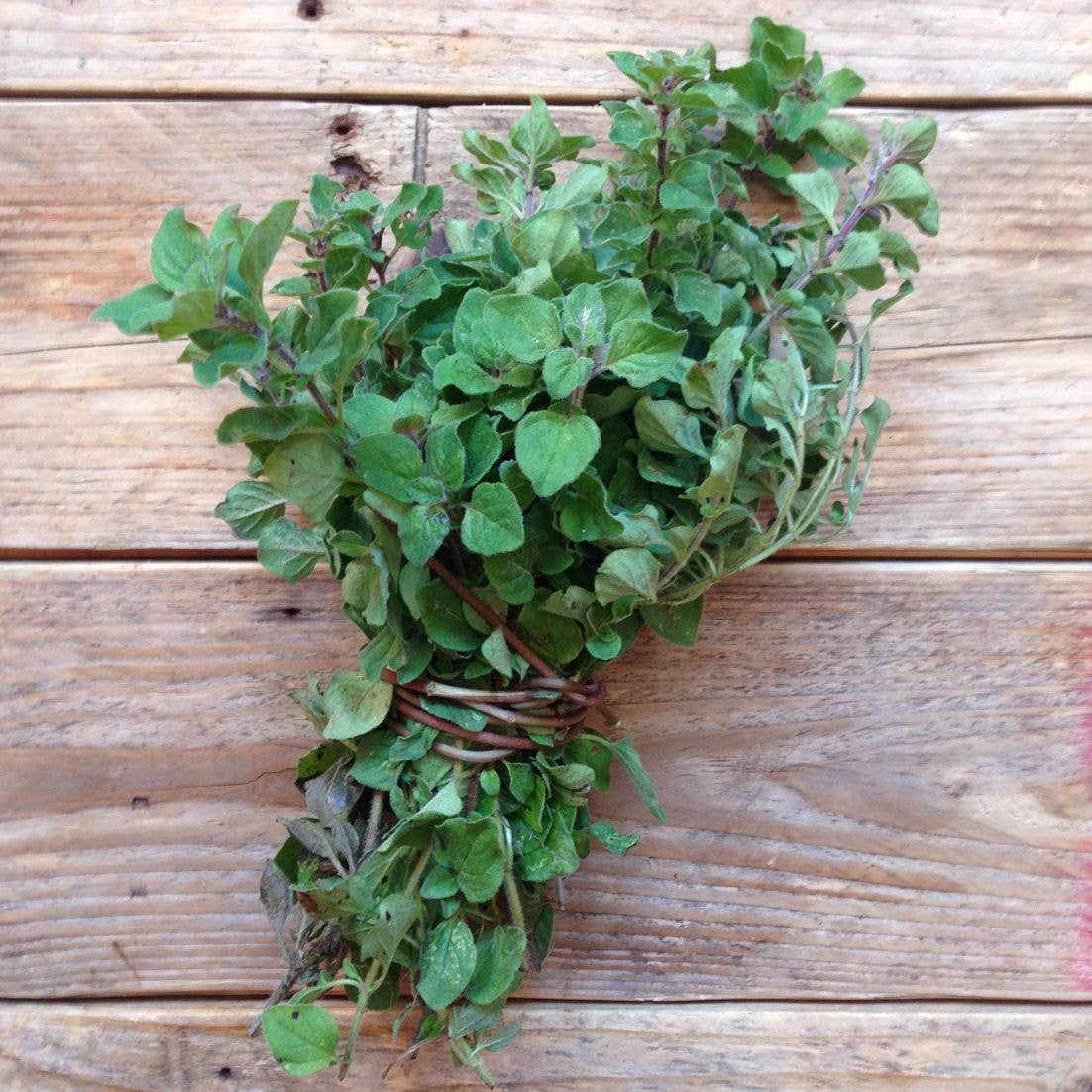 Piccolo Seeds - Oregano-Griechisch