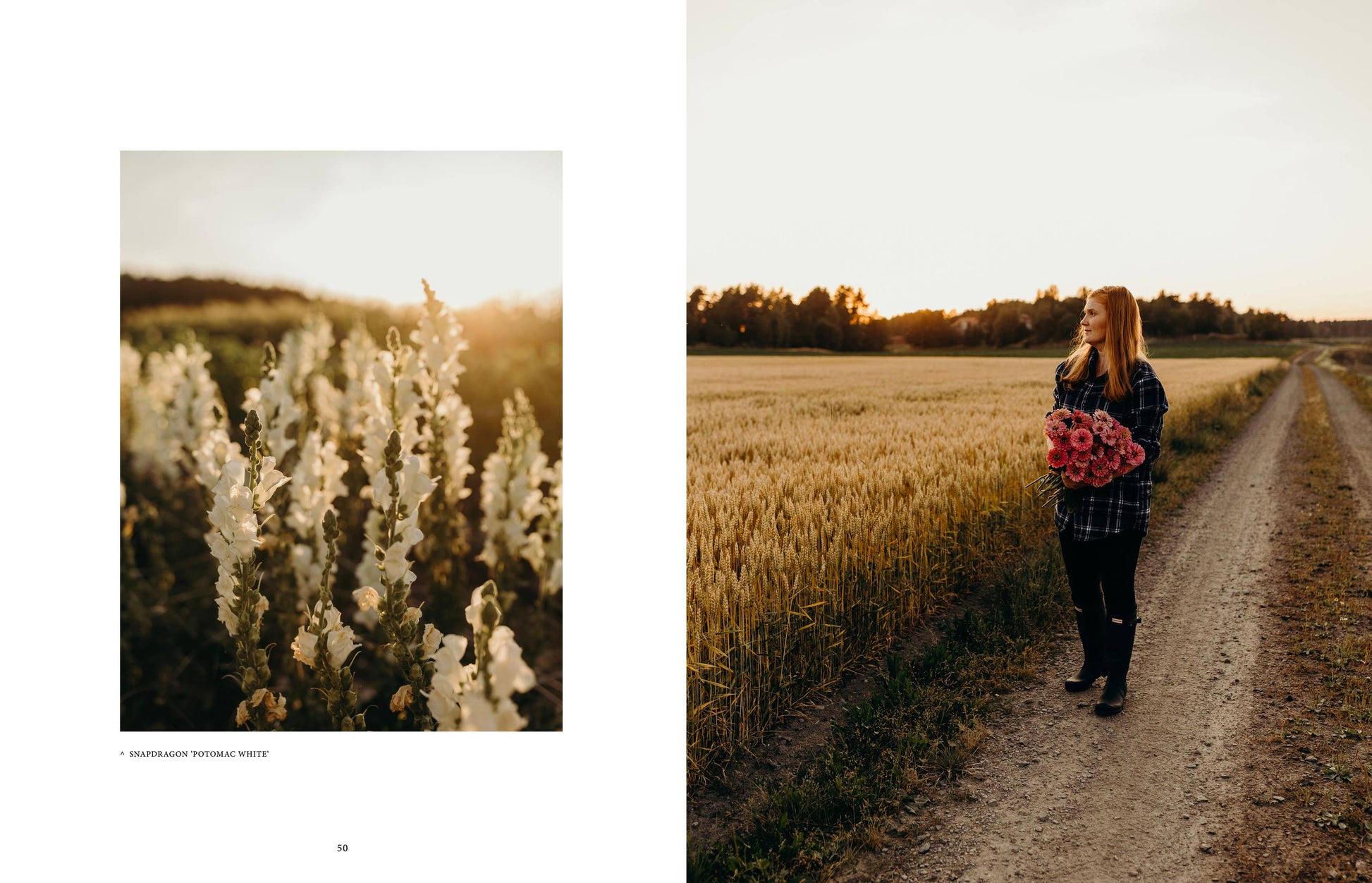 Links: Nahaufnahme weißer Blumen bei Sonnenuntergang. Rechts: Eine Person steht auf einem Feldweg neben einem Weizenfeld und hält Schnittblumen aus der Region – eine ideale Szene, inspiriert von Cozy Publishing – Wo die Blumen blühen. Marke: Cozy Publishing.