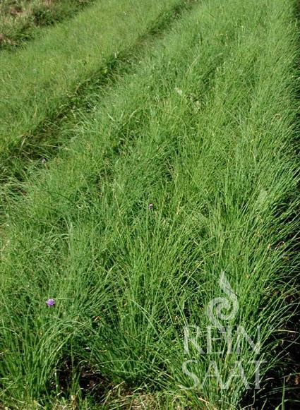 Reihen von leuchtend grünen ReinSaat - Schnittlauch Medium Blattpflanzen wachsen auf einem Feld mit Reifenspuren zwischen ihnen. Das Reinsaat-Logo erscheint unten rechts. Diese widerstandsfähige Pflanze gedeiht im Freien und bietet einen feinen Zwiebelgeschmack.