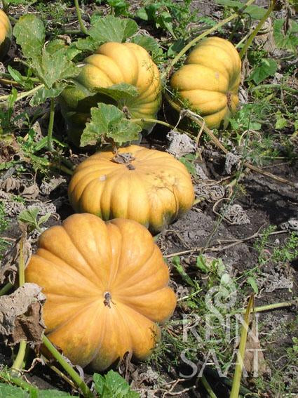 Vier große, runde Muscade de Provence-Kürbisse von Reinsaat mit geriffelter Oberfläche wachsen an einer Ranke zwischen grünem Laub und Erde. Diese dekorativen Früchte sind für ihr aromatisches Fruchtfleisch bekannt.