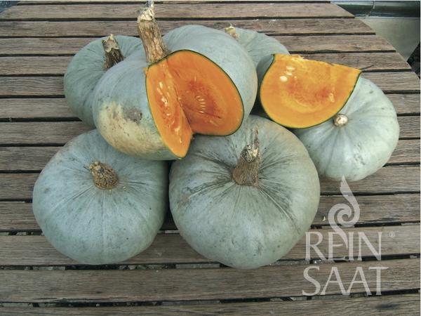 Sechs runde, graugrüne ReinSaat-Kürbisse 'Bleu de Hongrie' (Reinsaat) mit holzigen Stielen werden auf Holz präsentiert; einer ist aufgeschnitten und zeigt leuchtend orangefarbenes Fruchtfleisch und Kerne. In der Ecke steht in weißer Schrift „REIN SAAT“.