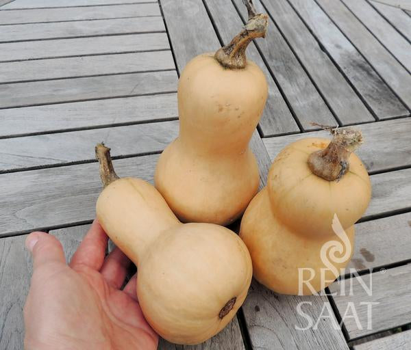 Drei ReinSaat - Kürbis 'Mini Butternut' mit cremefarbener Schale liegen auf einem Holztisch. Einer wird in einer Hand gehalten, ideal für die Single-Küche. In der rechten unteren Ecke ist das Logo der Marke Reinsaat zu sehen.