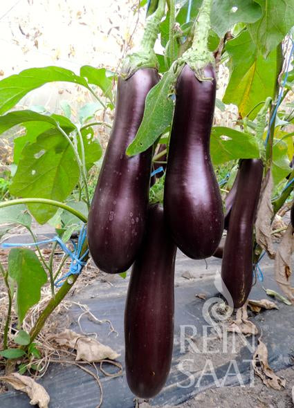Mehrere lange, dunkelviolette Reinsaat - Melanzani 'Violetta lunga 3' von Reinsaat hängen an einer grünen Pflanze inmitten von üppigem Laub und einigen abgefallenen braunen Blättern - ideal für schmackhafte mediterrane Gerichte.