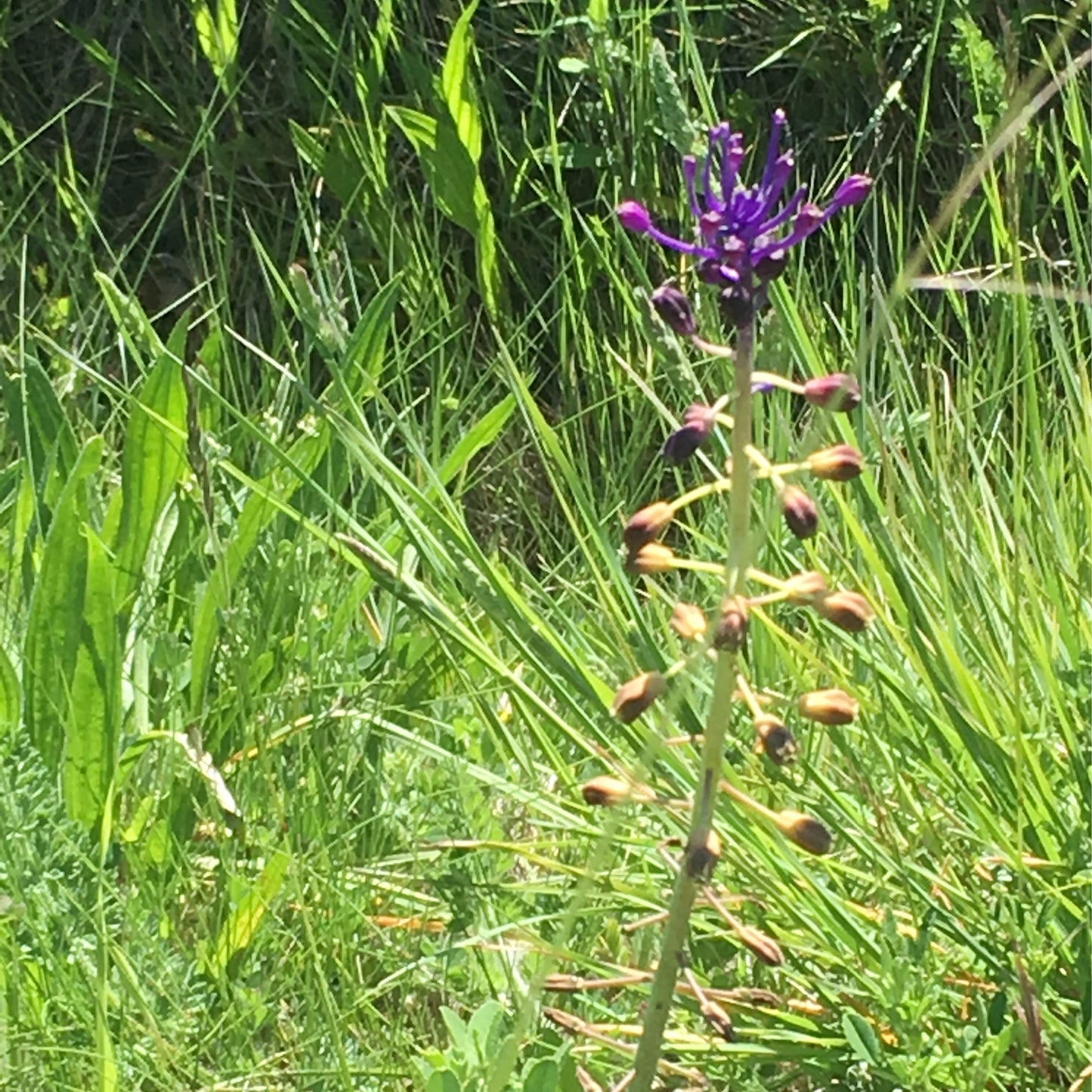 Eine einzelne 'Muscari comosum' Schopfige Traubenhyazinthe von Weijers, eine auffällige Wildart, zeigt oben am Stiel violettblaue Blüten und unten ungeöffnete Knospen und gedeiht zwischen grünen Gräsern in hellem Sonnenlicht.