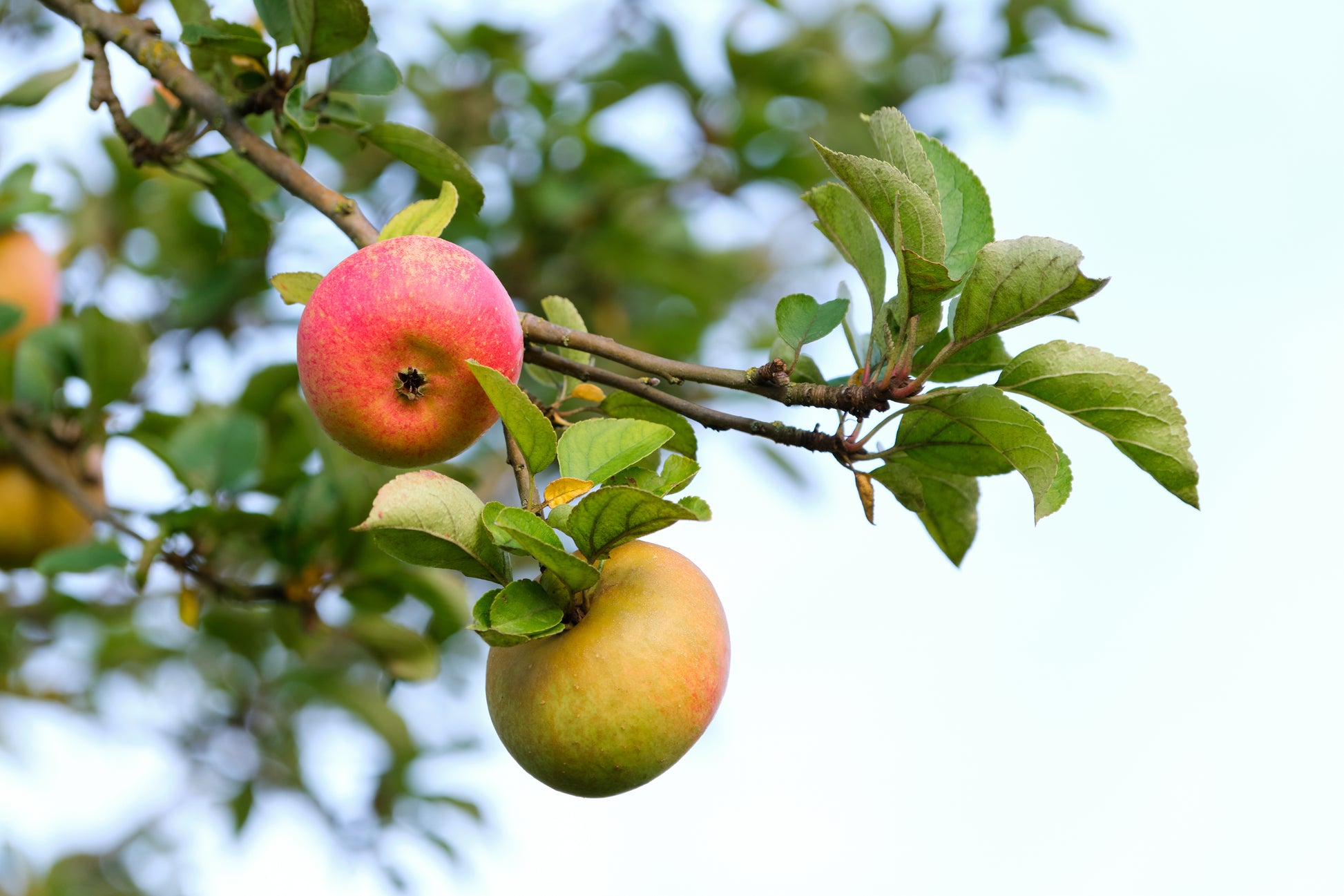Zwei Äpfel hängen an einem belaubten Ast und verdeutlichen den Nutzen eines sorgfältigen Schnittes. Entdecken Sie fachkundige Techniken beim Dr.Schembecker ZWEI-TAGE-PROFIKURS Obstbaumschnitt am Do. 15.01.2026, 10:00-17:00.