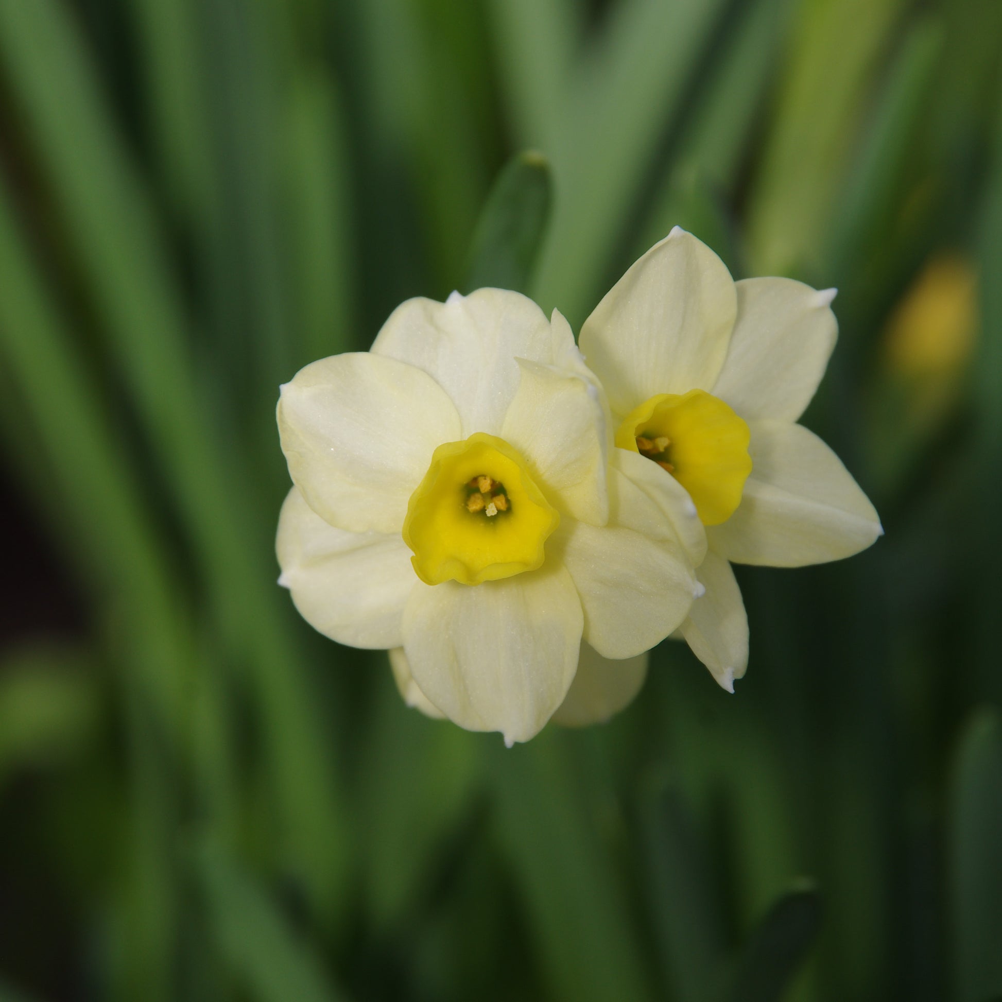 Zwei weiß-gelbe Narcissus 'Minnow' Tazetten-Narzisse der Königlichen Gartenakademie blühen vor einem unscharfen grünen Hintergrund und unterstreichen den Charme der duftenden Frühlingsblumen.