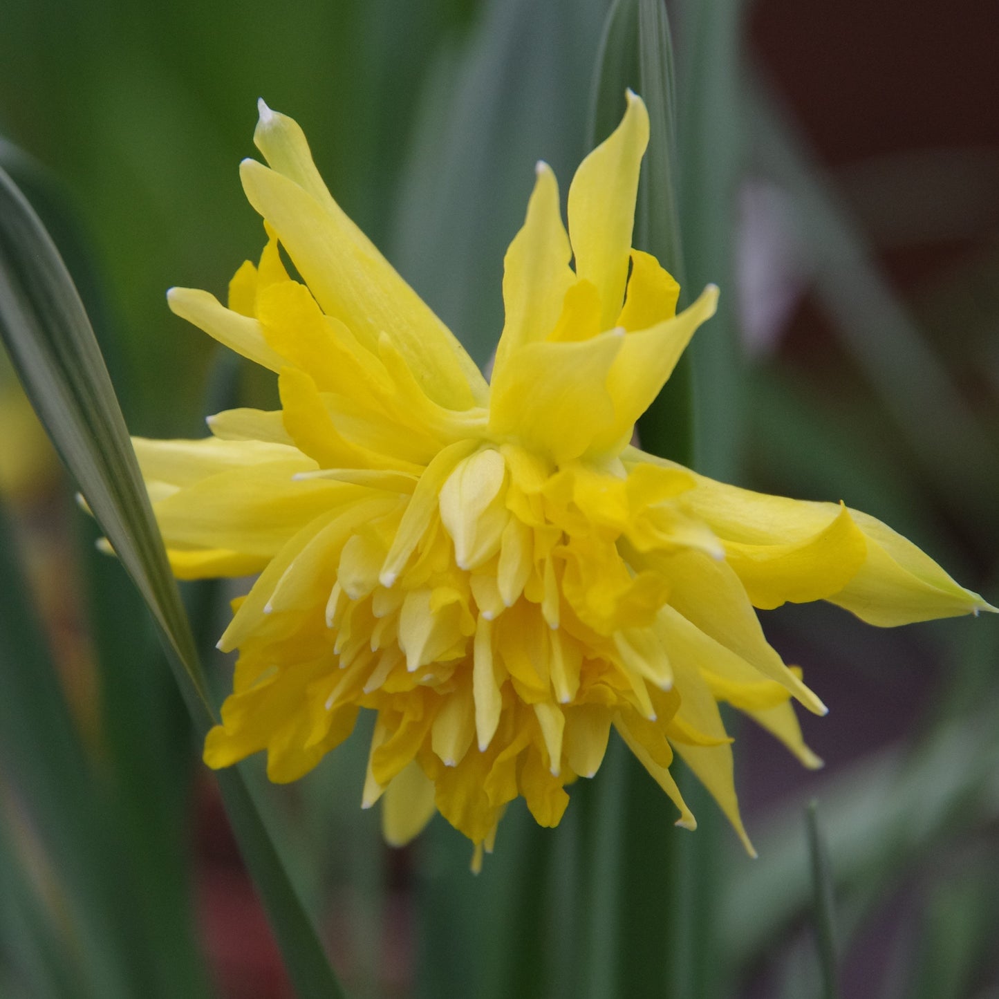 Eine Nahaufnahme von Weijers Narcissus poeticus 'Rip van Winkle' Gefüllte Narzisse mit ihren gelben gefüllten Blüten und grünen Blättern während der Blütezeit im April und Mai vor einem unscharfen Hintergrund.