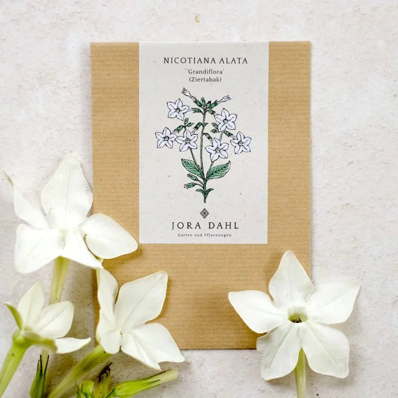 Abgebildet ist ein braunes Jora Dahl Samentütchen mit der Aufschrift „Nicotiana alata ‚Grandiflora‘ (Ziertabak)“ mit einer Abbildung weißer Blüten, umgeben von echten weißen Blüten auf hellem Untergrund.