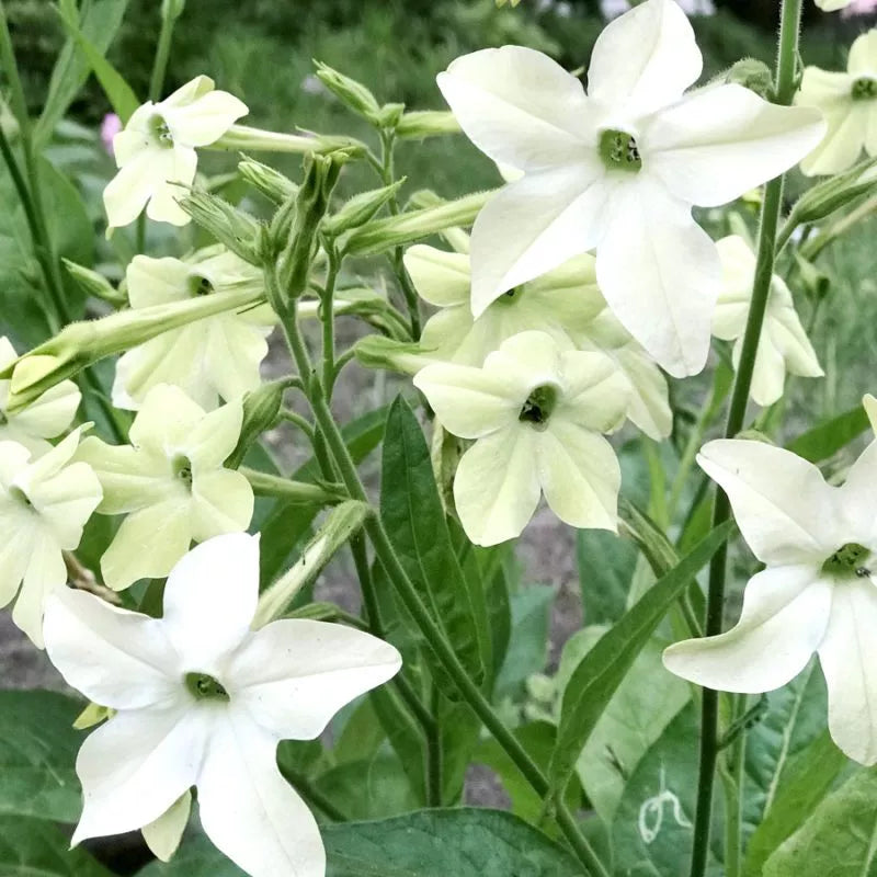 Jora Dahl – Nicotiana alata „Grandiflora“ (Ziertabak) zeichnet sich durch Büschel hellgelber und weißer Blüten aus, die zwischen grünen Blättern eingebettet sind und perfekt dazu geeignet sind, Ihrem Garten zarte Farben zu verleihen.