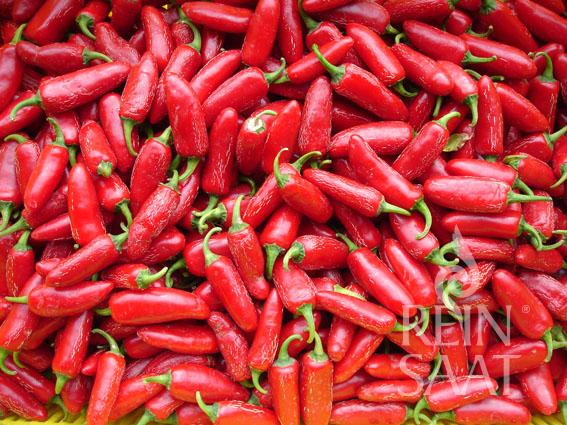 Ein Haufen frischer, roter ReinSaat Chili 'Jalapeno Ruben' mit grünen Stielen, dicht aneinander gepackt. Abgebildet im Detail mit dem Reinsaat-Logo. Ideal für alle, die hochwertige Chilisamen suchen.