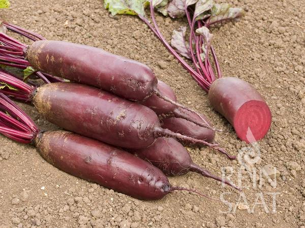 Mehrere lange, zylindrische ReinSaat - Rote Rübe 'Forno'-Rüben von Reinsaat mit Blättern liegen auf der Erde, eine ist aufgeschnitten und gibt den Blick auf ihr festes Fruchtfleisch und ihr tiefrotes Inneres vor einem schlichten Hintergrund aus brauner Erde frei.