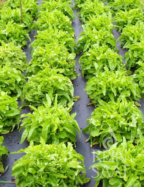 Reinsaat's ReinSaat - Pflücksalat 'Till' wächst in ordentlichen Reihen und bildet gesunde, kopfähnliche, grüne Rosetten in Gartenbeeten mit schwarzer Mulchfolie. Diese schnellwachsende Sorte bietet leuchtende Blätter und üppiges Wachstum.