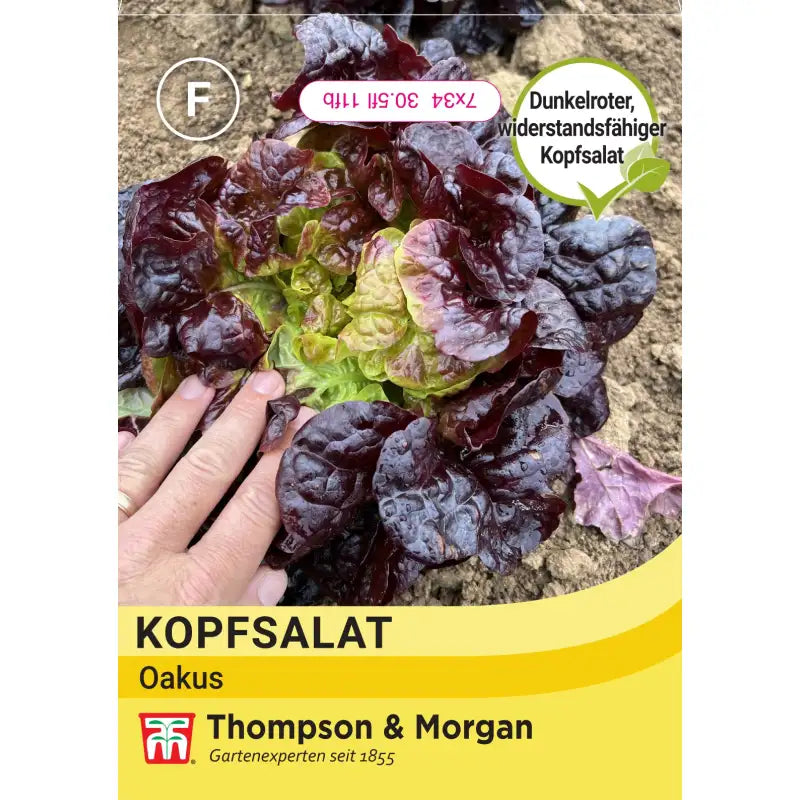 Eine Hand berührt einen dunkelroten Kopfsalat, Kopfsalat 'Oakus' von Thompson&Morgan, der in der Erde wächst. Die Saatgutpackung enthält deutsche Beschreibungen, erwähnt Beilagensalat und Salatsamen und hat oben links ein rundes F-Symbol.