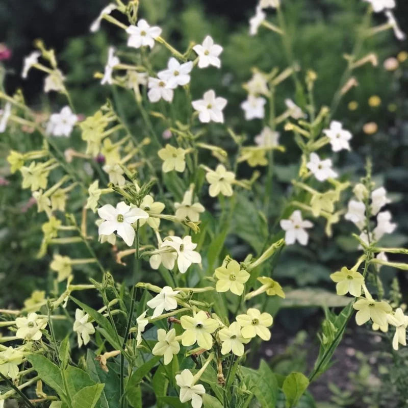 Eine Ansammlung hellgelbgrüner, sternförmiger Blüten – Jora Dahl – Nicotiana alata „Lime Green“ (Ziertabak) – mit schlanken grünen Stielen, die im Freien in einem üppigen Garten wachsen.