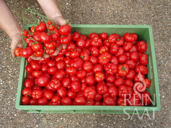 Eine grüne Kiste voller roter ReinSaat-Tomate „Marglobe“, gehalten von zwei Händen, die einen Bund reichtragender Fruchttrauben hochheben. In der unteren rechten Ecke ist das Reinsaat-Logo zu sehen.