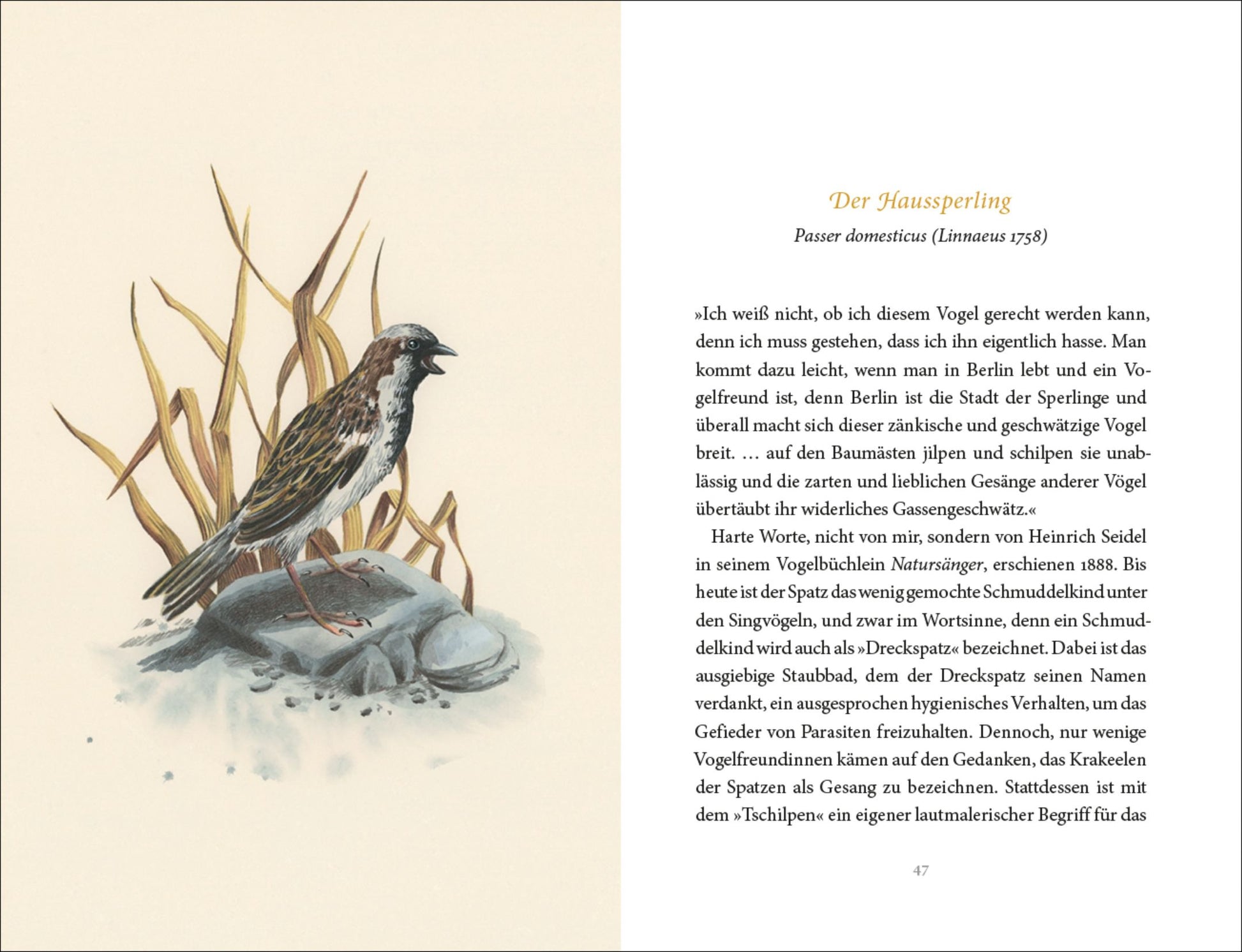 Eine Illustration von Marieke Nelissen in "Vom Glück des Vogelgesangs" des Insel Verlags zeigt einen Haussperling, einen Singvogel, auf einem Felsen mit trockenem Gras. Auf der gegenüberliegenden Seite steht der deutsche Text "Der Haussperling" mit einer kurzen Beschreibung darunter.