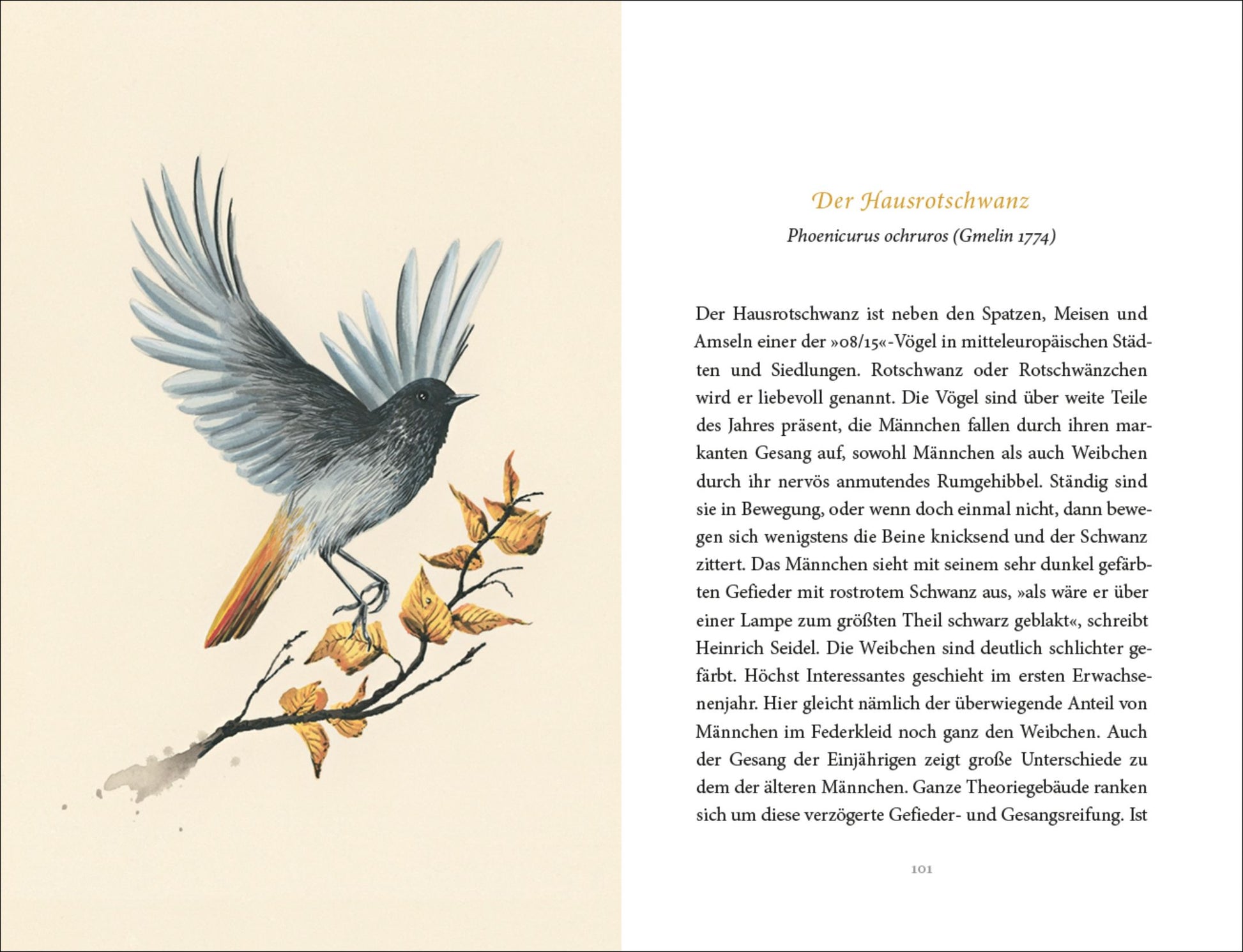 Ein abgebildeter Hausrotschwanz mit schwarzem Kopf, grauen Flügeln und orangerotem Schwanz sitzt auf einem Ast. Rechts erscheint ein deutscher Text über diesen Singvogel unter "Vom Glück des Vogelgesangs" vom Insel Verlag.