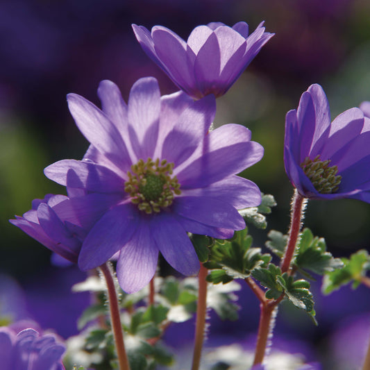 Anemone blanda 'Blue Shades' - Königliche Gartenakademie