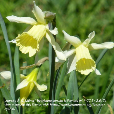 Narcissus W.P. Milner - Königliche Gartenakademie