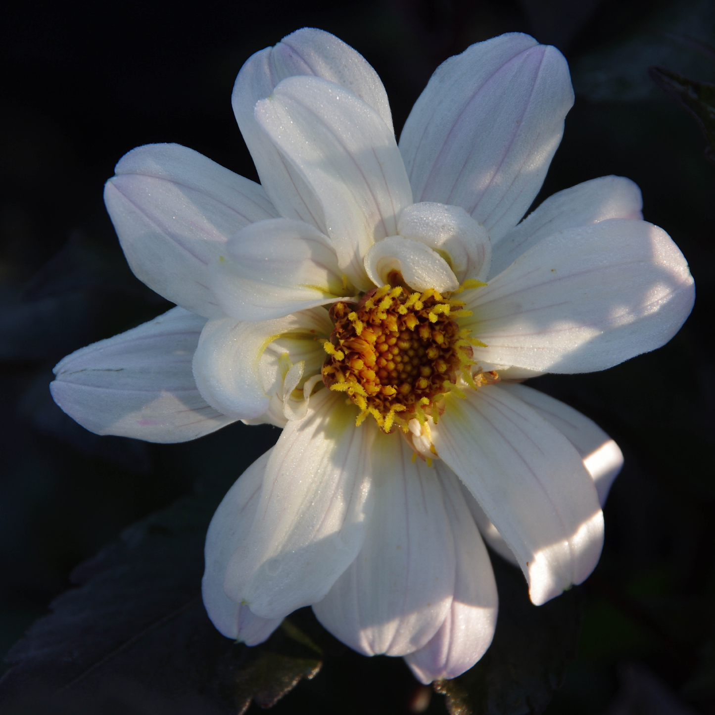 Bishop of Dover - Königliche Gartenakademie