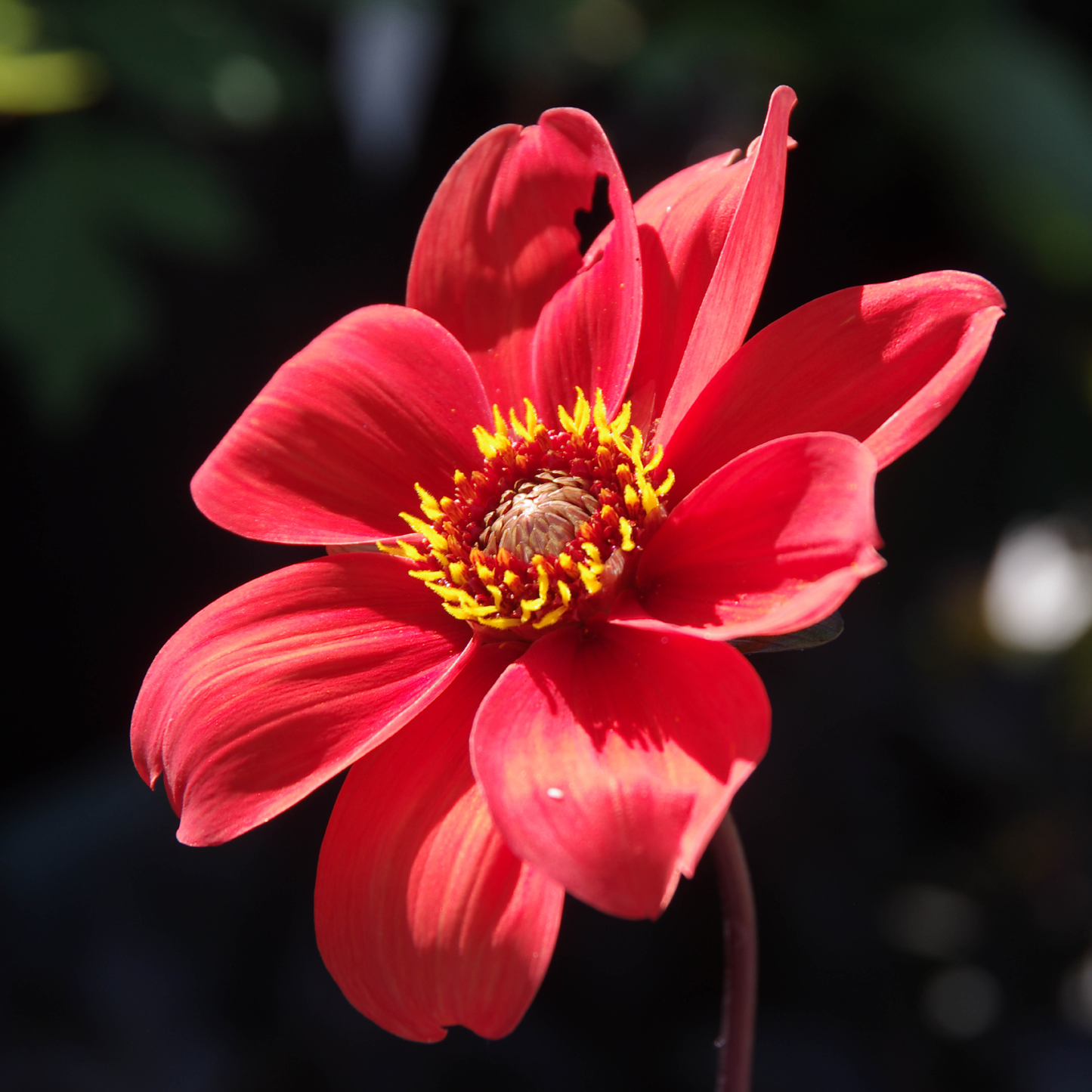 Bishop of Oxford - Königliche Gartenakademie