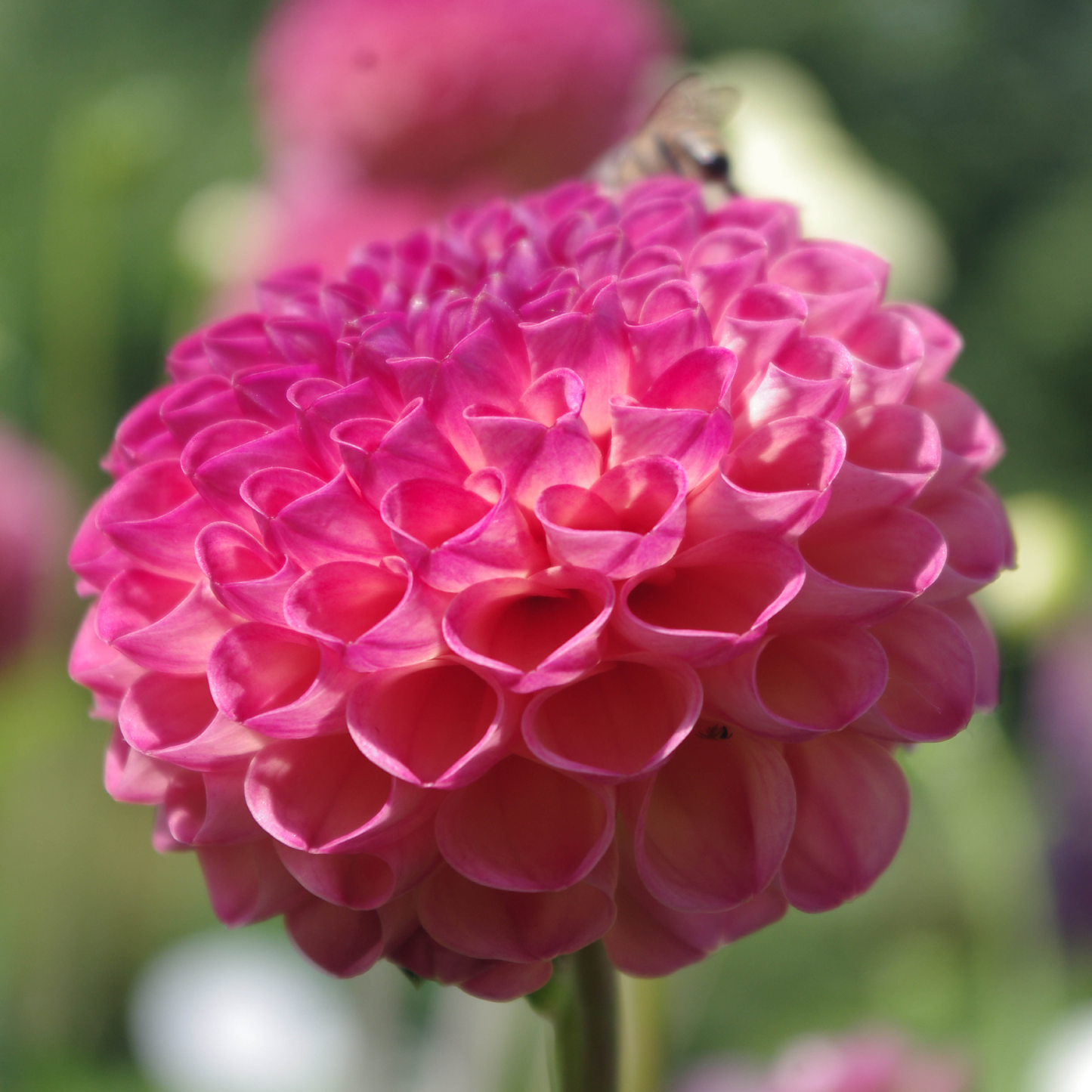 Burlesca - Königliche Gartenakademie