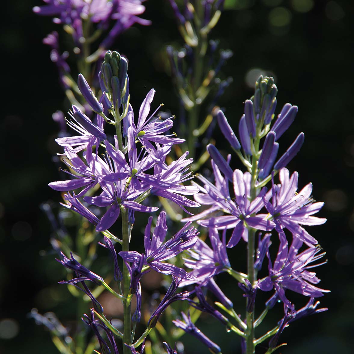 Camassia leichtlinii 'Caerulea' - Königliche Gartenakademie